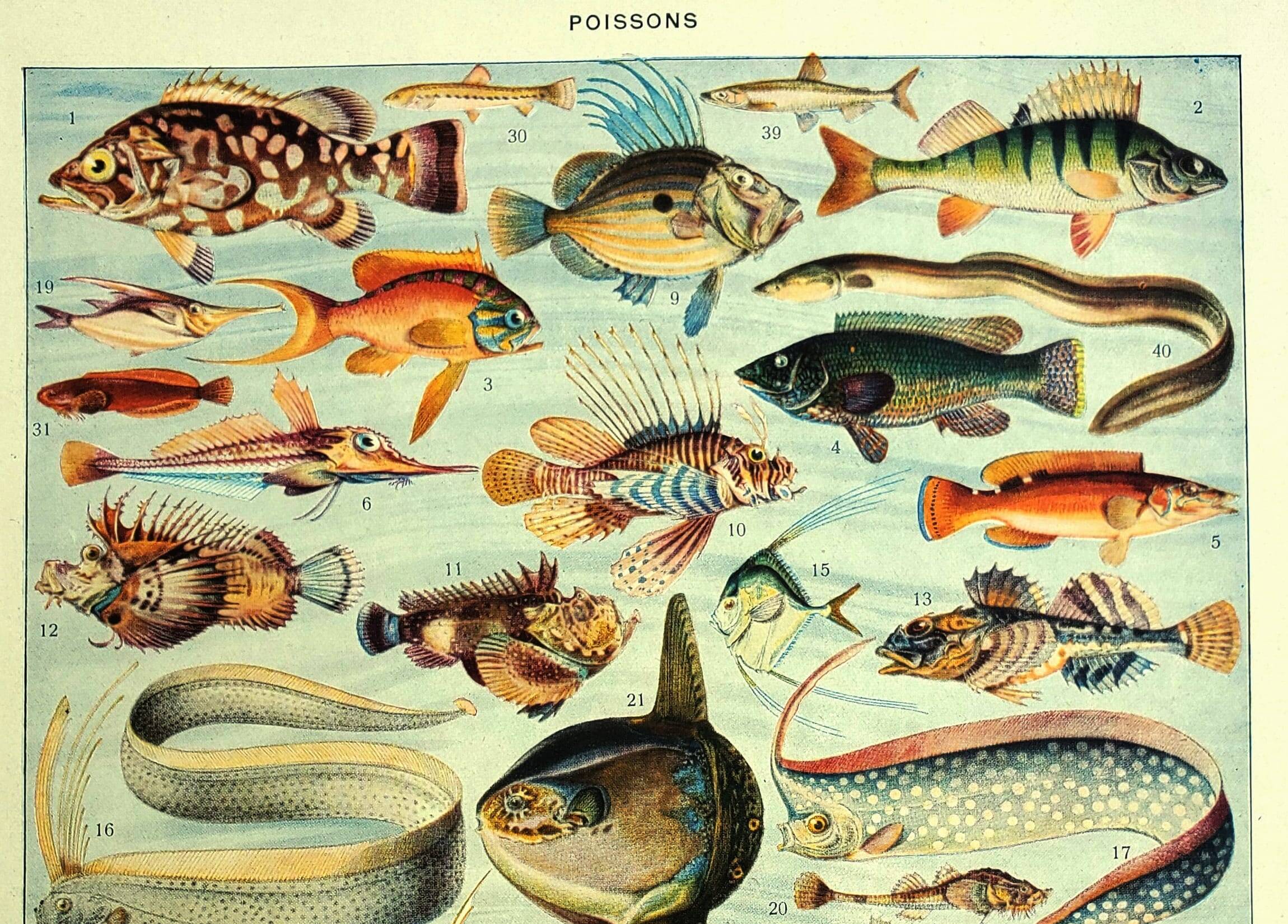 Old lithograph 1928 A. Millot - Fish