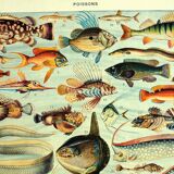Old lithograph 1928 A. Millot - Fish