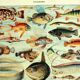 Old lithograph 1928 A. Millot - Fish
