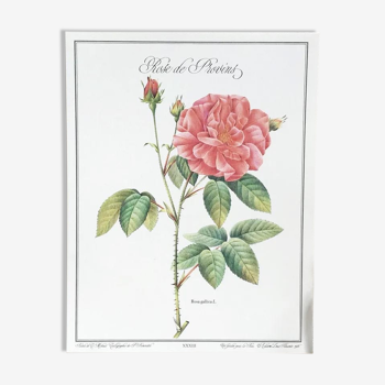 Botanical plank Rose de Provins