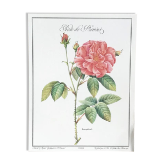 Planche botanique Rose de Provins