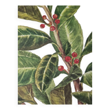 Mate botanical board under wooden frame