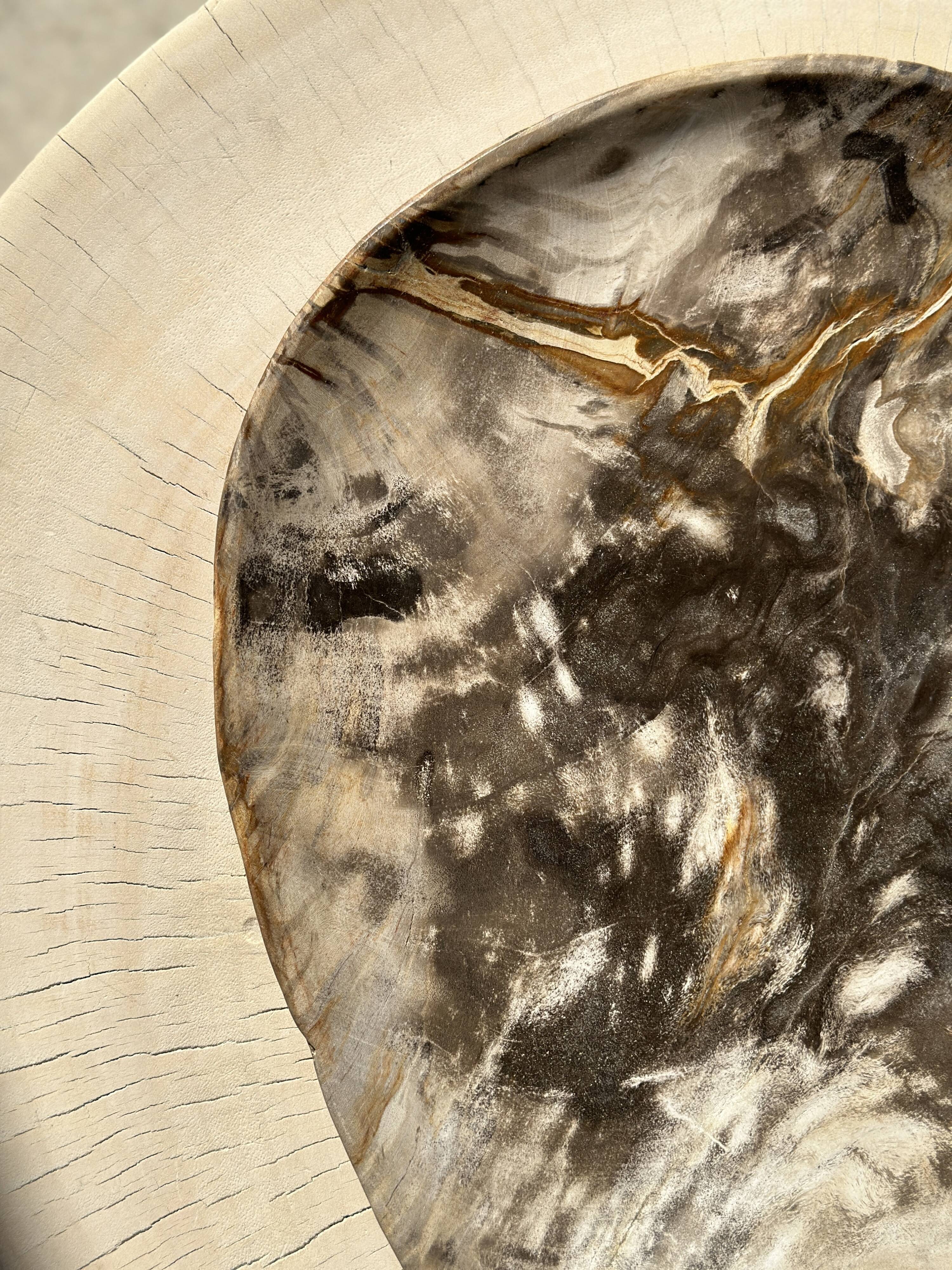 Very large pocket or dish in petrified wood