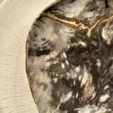 Very large pocket or dish in petrified wood