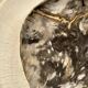 Very large pocket or dish in petrified wood