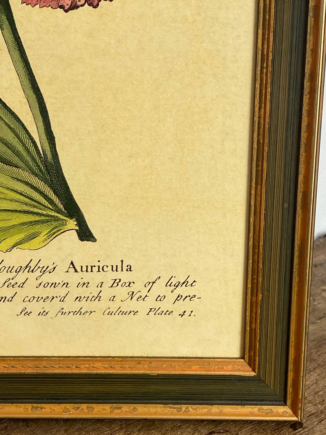 Botanical poster Auricula, after J.Duke