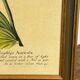 Botanical poster Auricula, after J.Duke