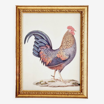 Chromolithographie Coq et cadre bois doré