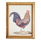 Chromolithographie Coq et cadre bois doré