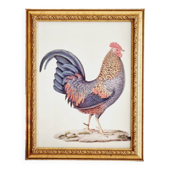 Rooster chromolithograph and gilded wood frame