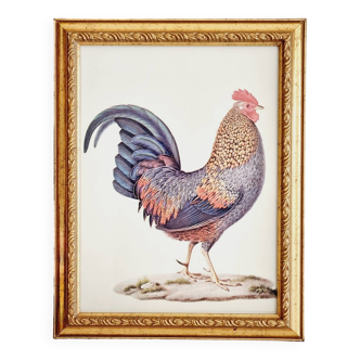 Chromolithographie Coq et cadre bois doré