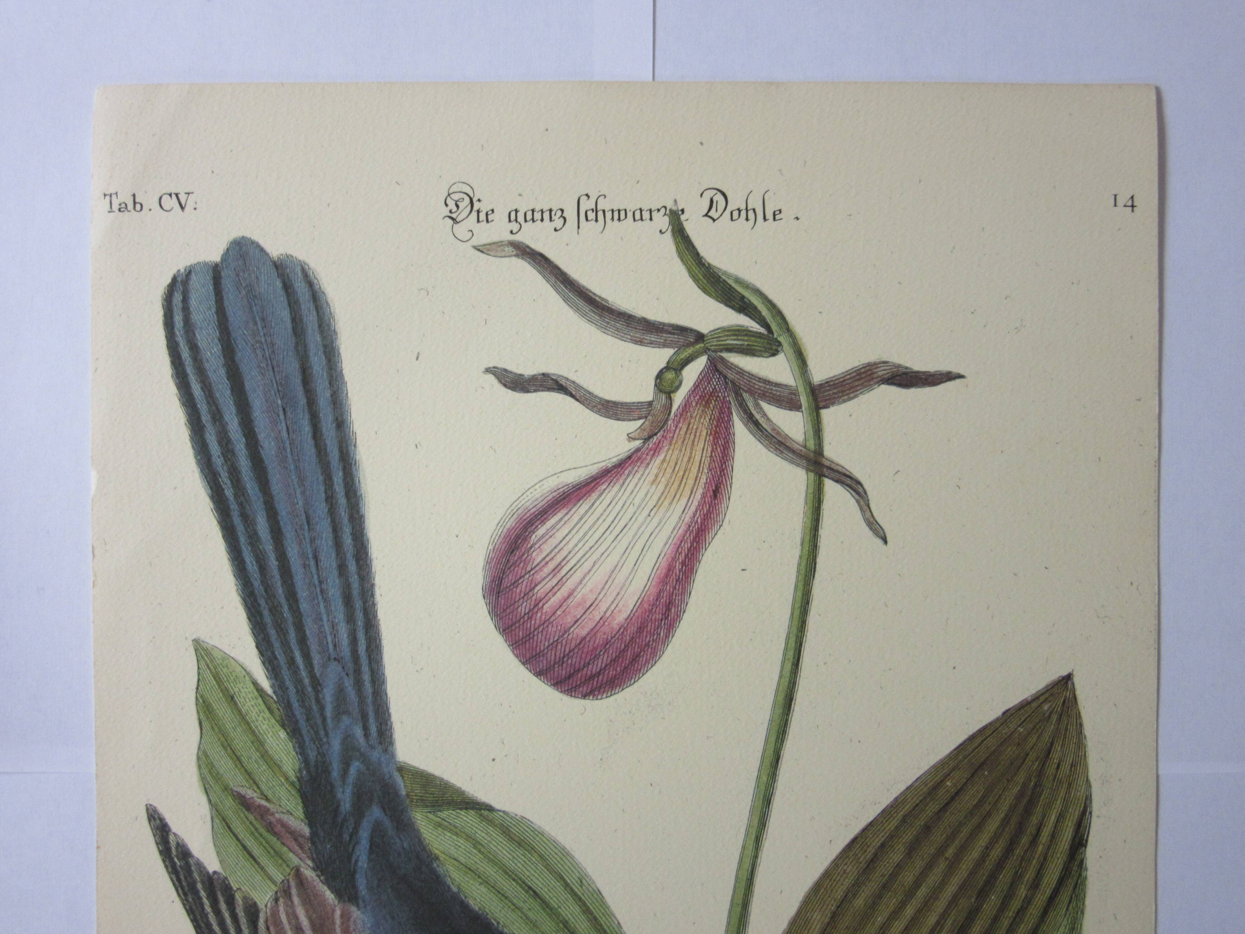 Engraving bird, monedula, repro Catesby/Seligmann