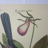 Engraving bird, monedula, repro Catesby/Seligmann