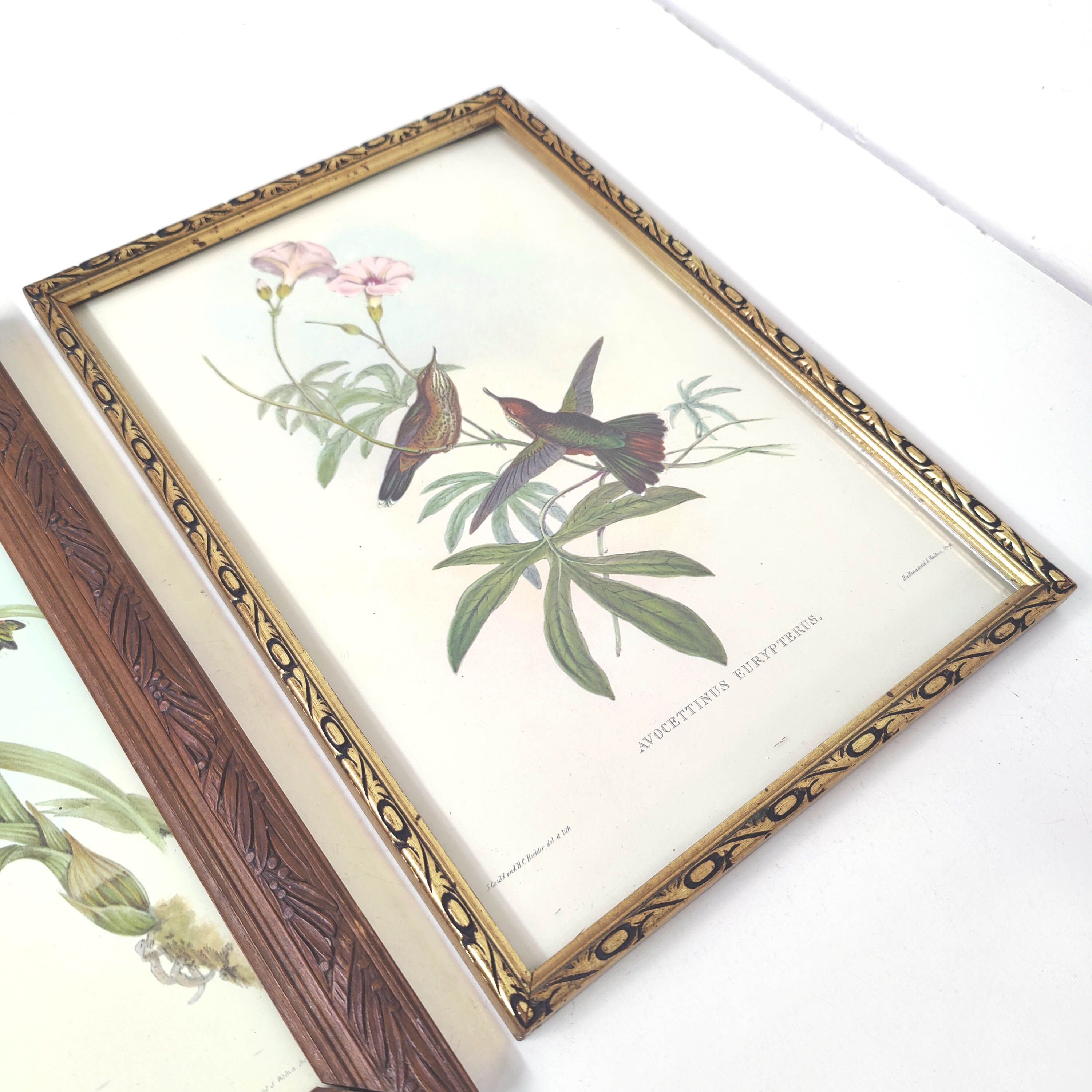 Lot 2 wooden frames botanical illustrations J. Gould and HC Richter