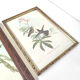 Lot 2 wooden frames botanical illustrations J. Gould and HC Richter