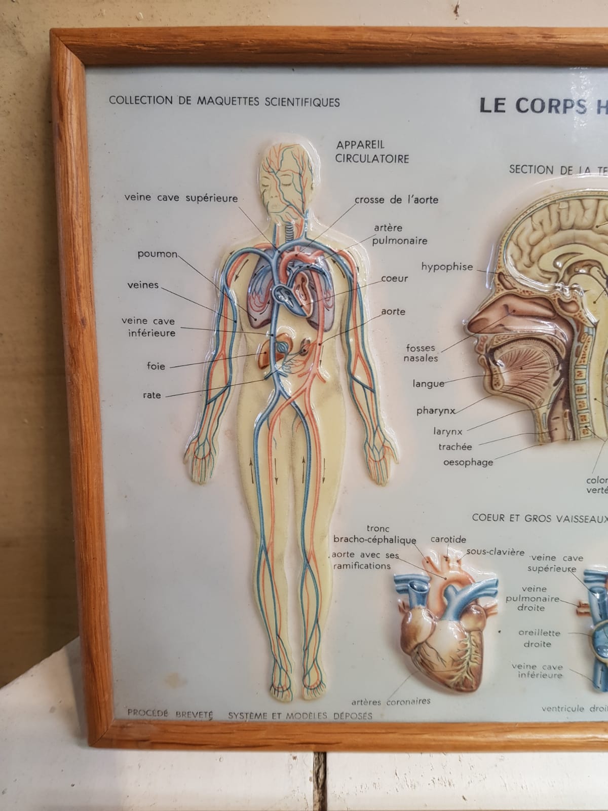 Pair old medical board the human body + vintage wood frame