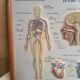 Pair old medical board the human body + vintage wood frame