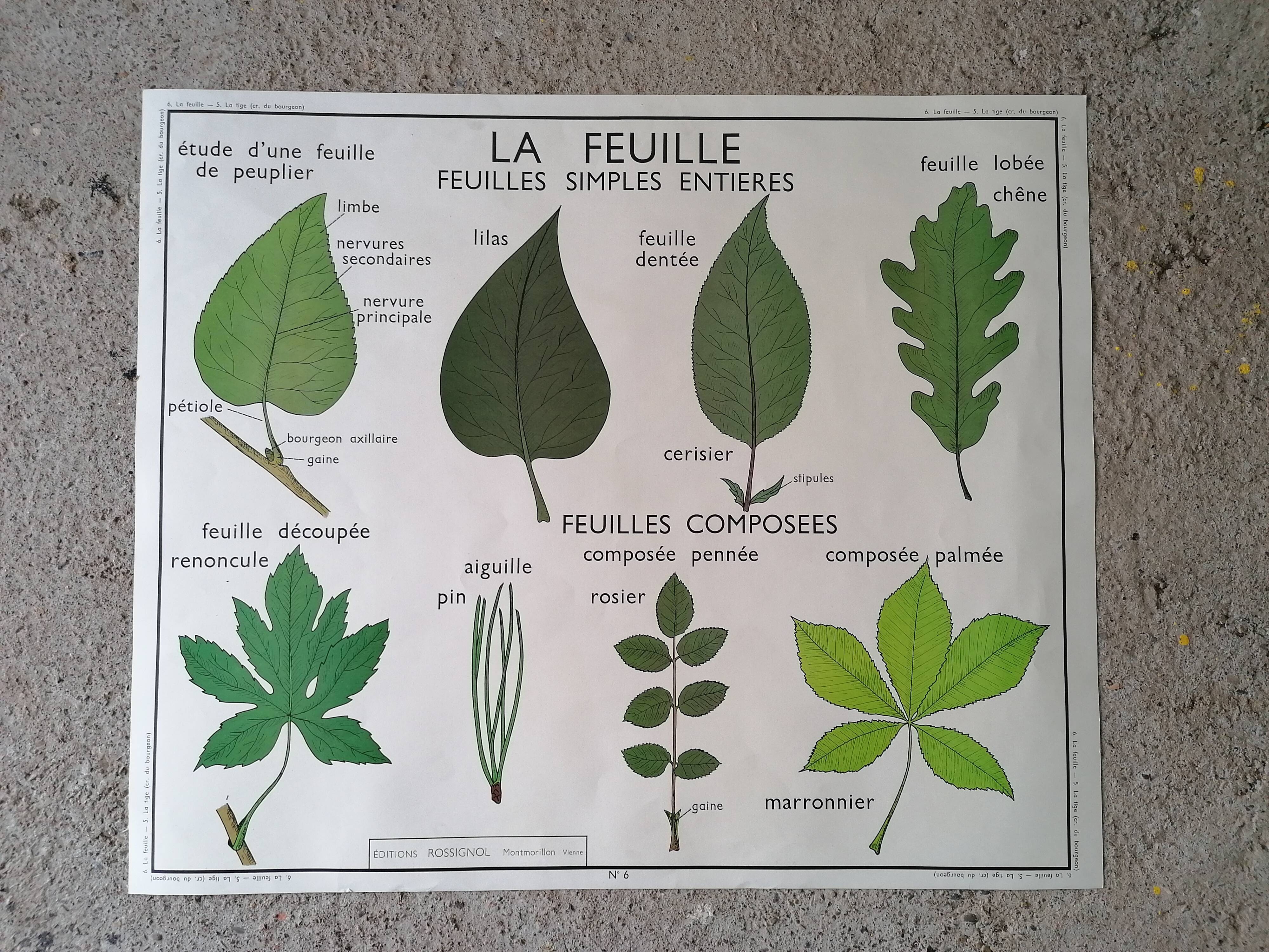Rossignol school poster from the 60s: The Leaf - The stems.