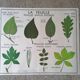Rossignol school poster from the 60s: The Leaf - The stems.