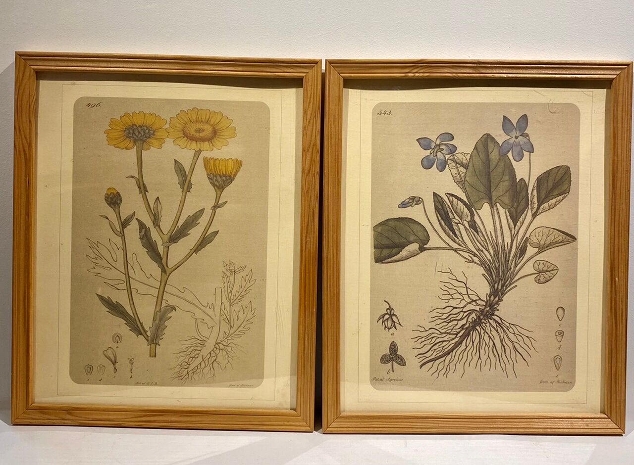 Two framed botanical boards, violets and chrysanthemums