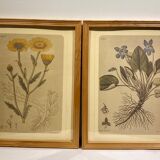 Two framed botanical boards, violets and chrysanthemums