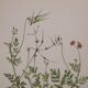 Lot de 2 planches botaniques cicutaire et verveine