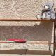 Old wall shelf in wood