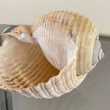 Coquillage de mer Tonna Galea vintage