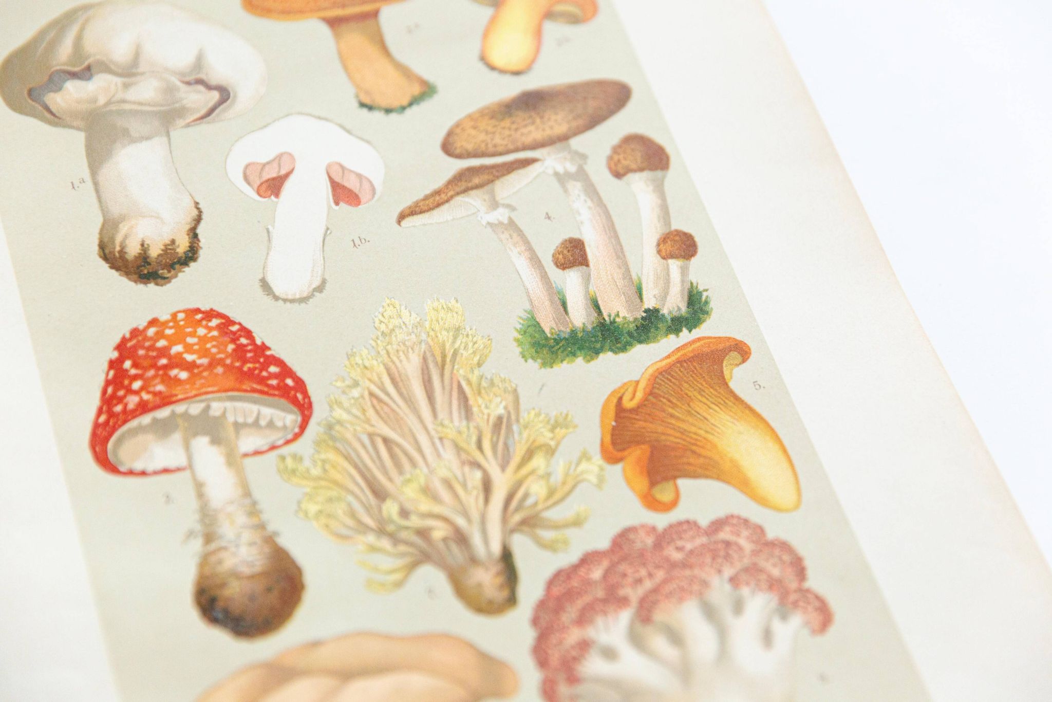 Vintage Botanical Illustration of Mushrooms, by E. Hochdanz, Stuttgart, Germany