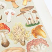 Vintage Botanical Illustration of Mushrooms, by E. Hochdanz, Stuttgart, Germany