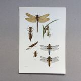 Old illustration "insects", 1960s.