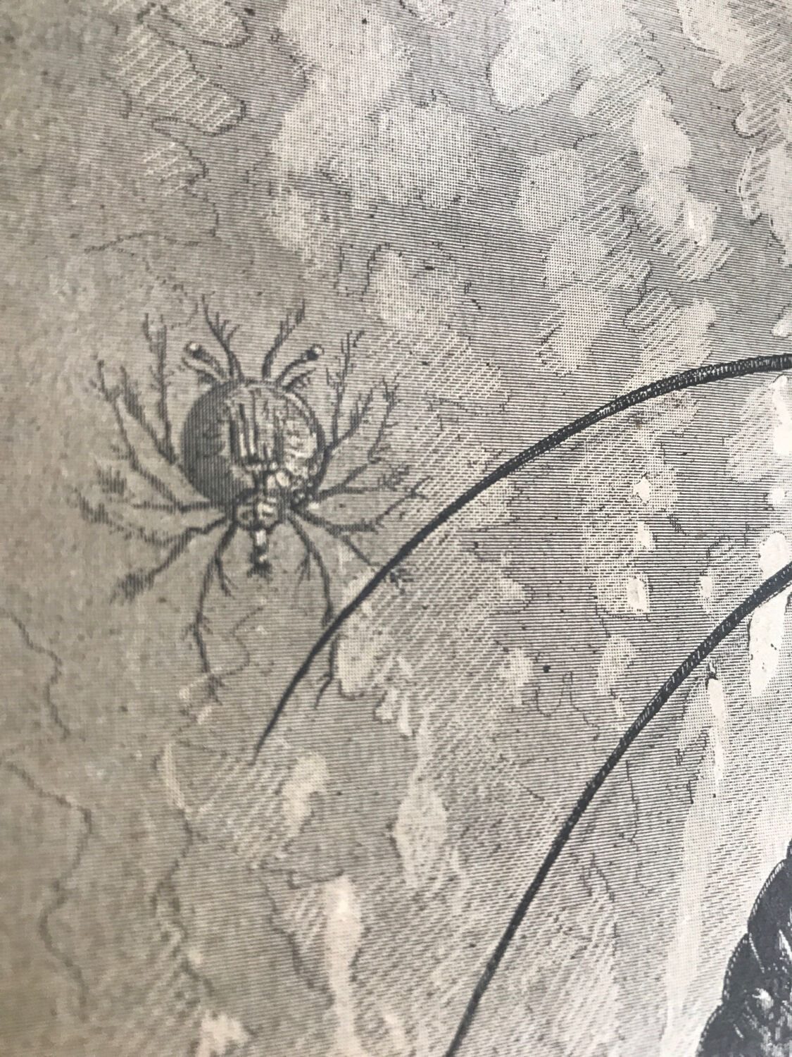 Original vintage engraving lobster and lobster