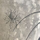 Original vintage engraving lobster and lobster