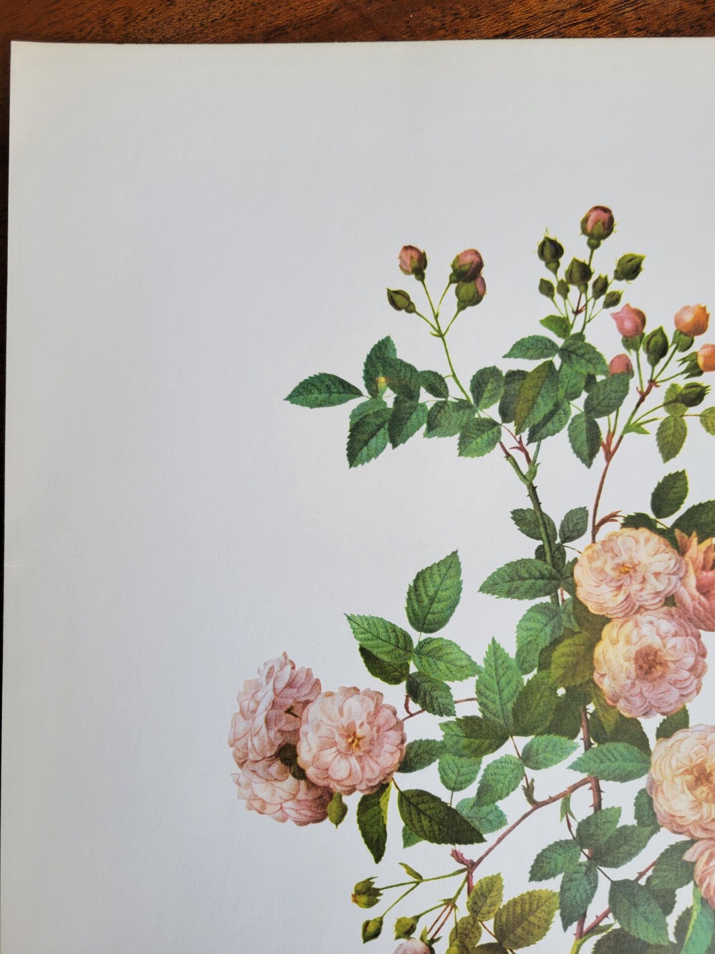 Botanical plate of Multiflora Rose, P. J. Redouté