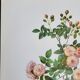 Botanical plate of Multiflora Rose, P. J. Redouté