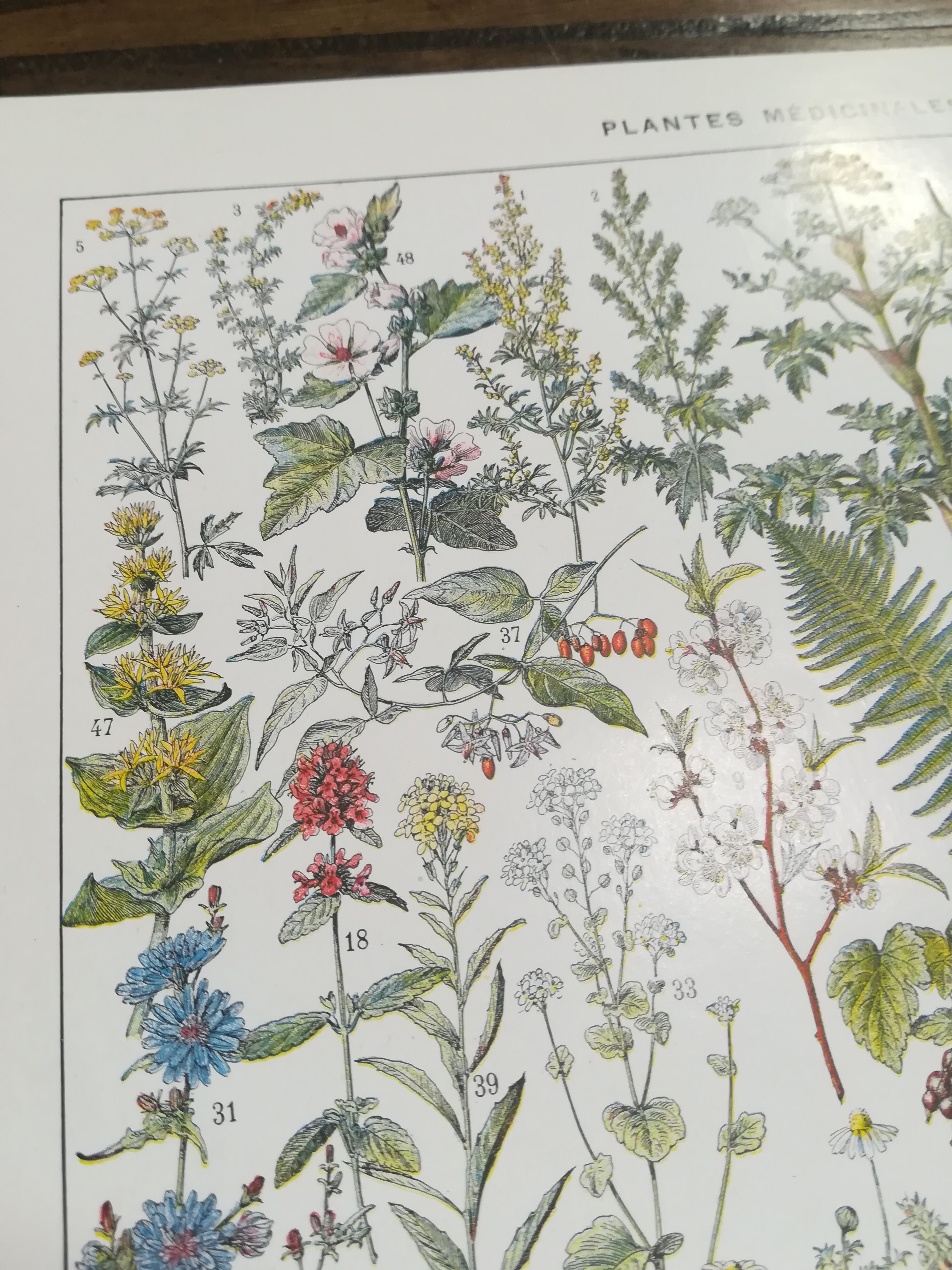 Lithograph on medicinal plants from 1928 (absinthe)