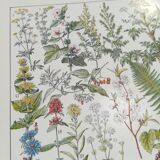 Lithograph on medicinal plants from 1928 (absinthe)