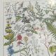Lithograph on medicinal plants from 1928 (absinthe)
