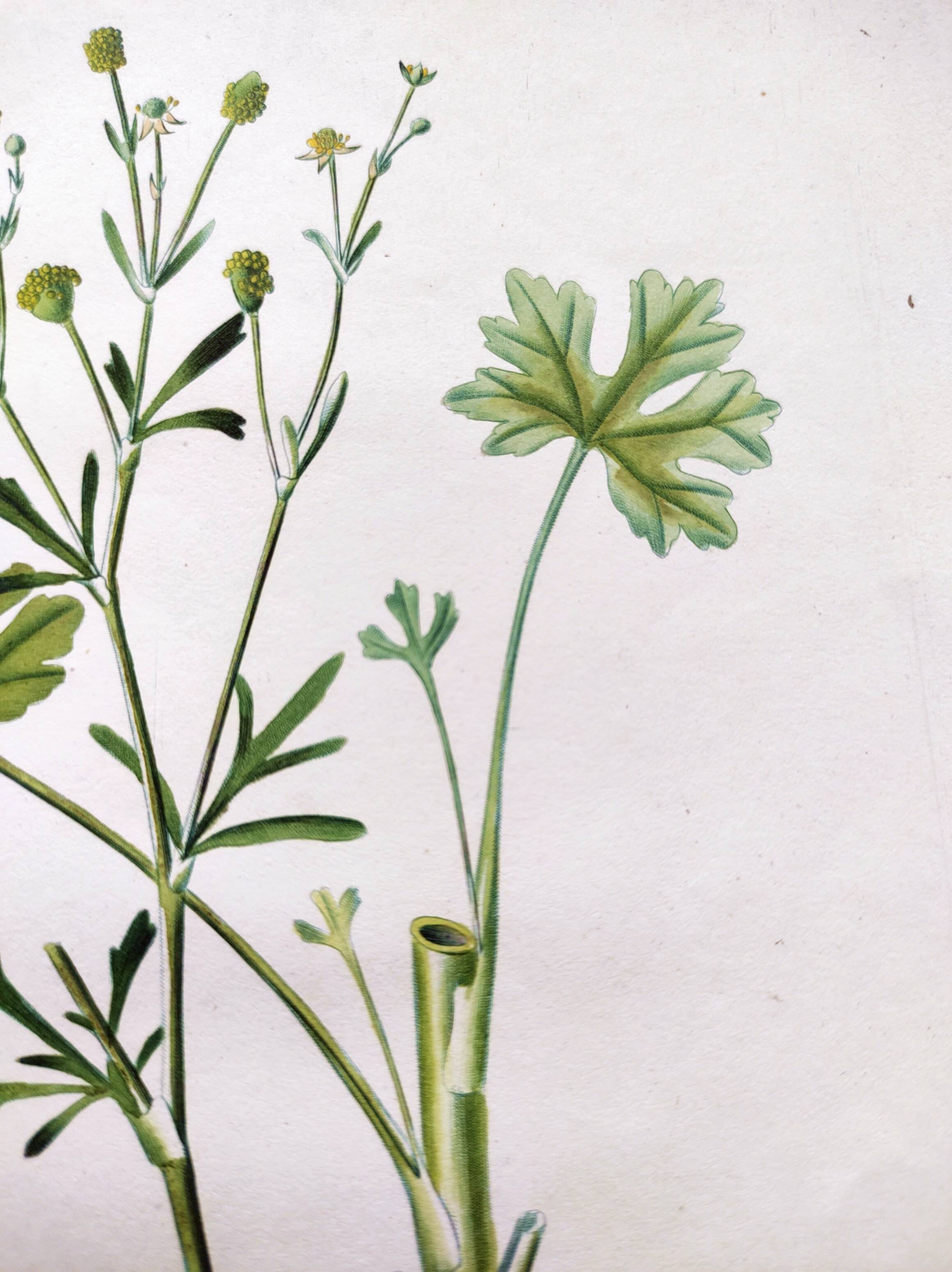 Antique flower engraving from 1829 - Ranunculus Scerelate - By P.A Poiteau.