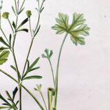 Gravure de fleur ancienne de 1829 - Renoncule Scerelate- Par P.A Poiteau.