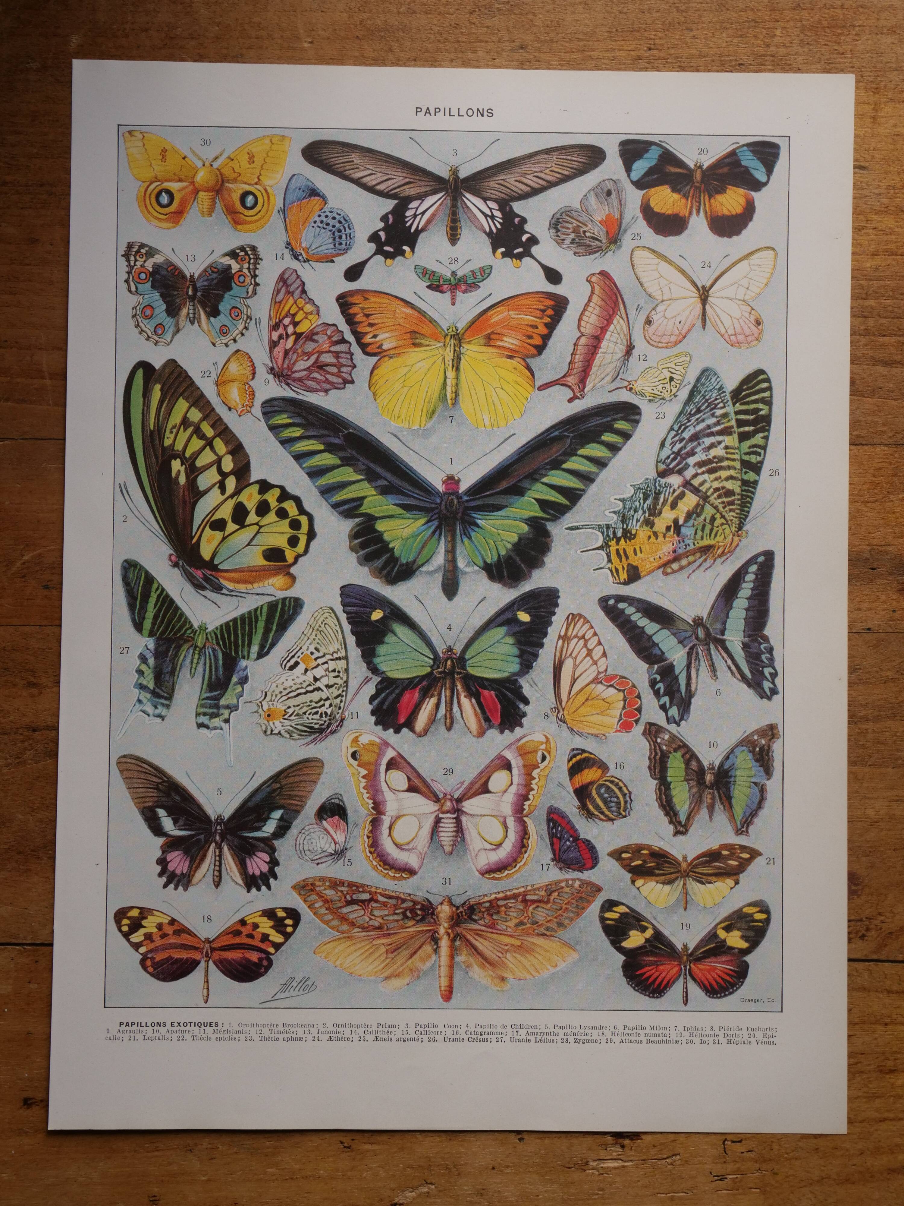 Original lithographs on butterflies