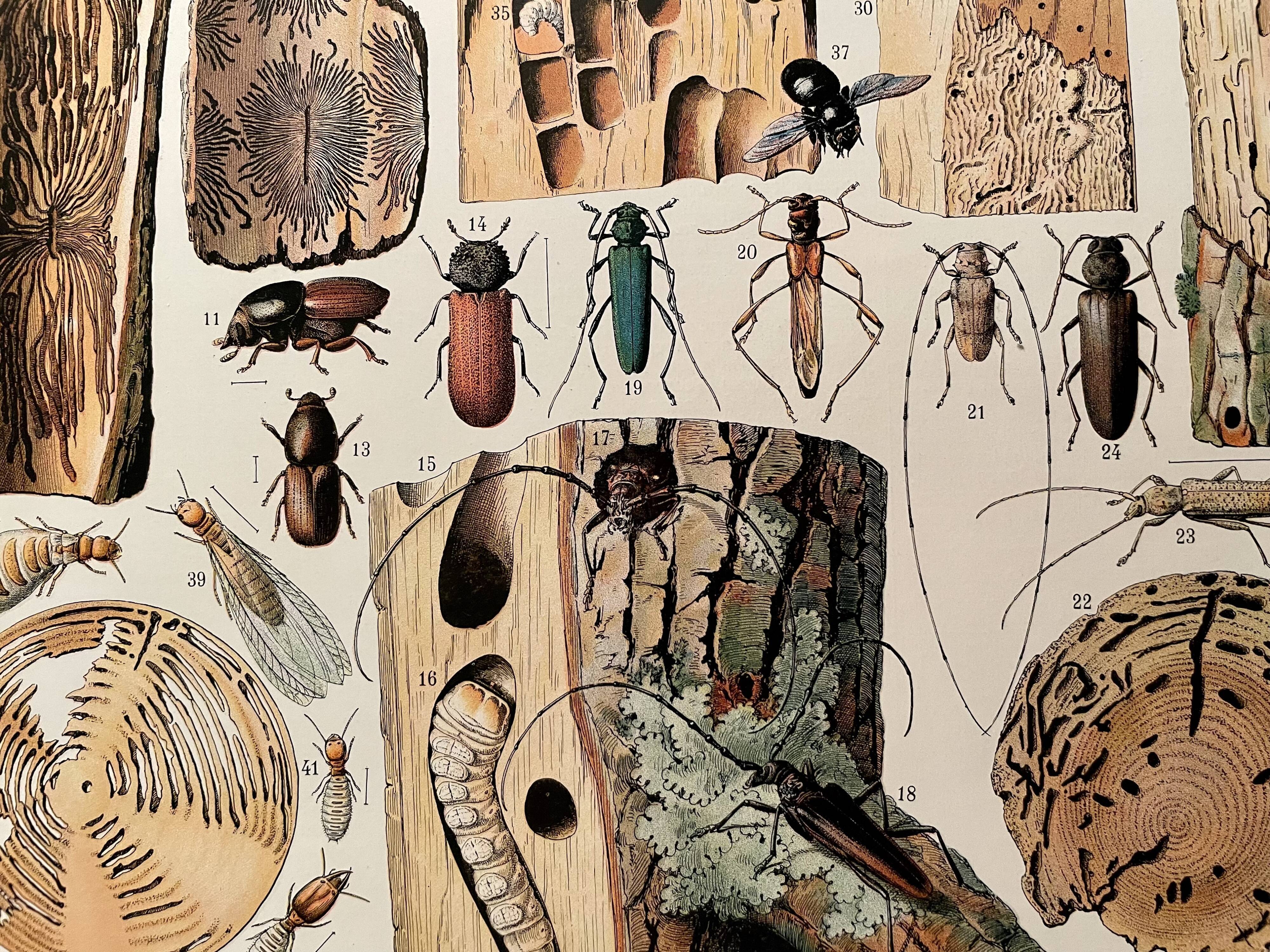 Lithograph on wood-boring insects (zeuzère) from 1907