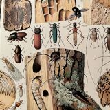 Lithograph on wood-boring insects (zeuzère) from 1907