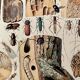 Lithograph on wood-boring insects (zeuzère) from 1907