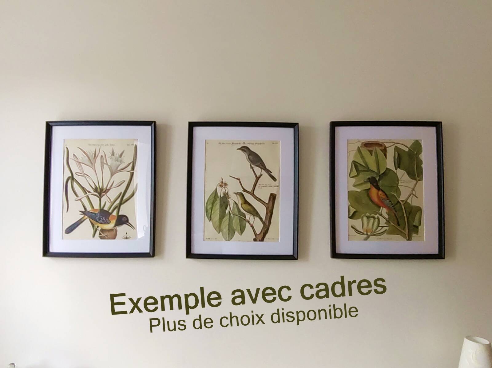 Antique bird engraving - Bahama Duck - Zoological plate by Seligmann & Catesby