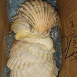 Shell decoration