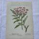 Botanical plate of a French plant from the 18th century, double-sided.