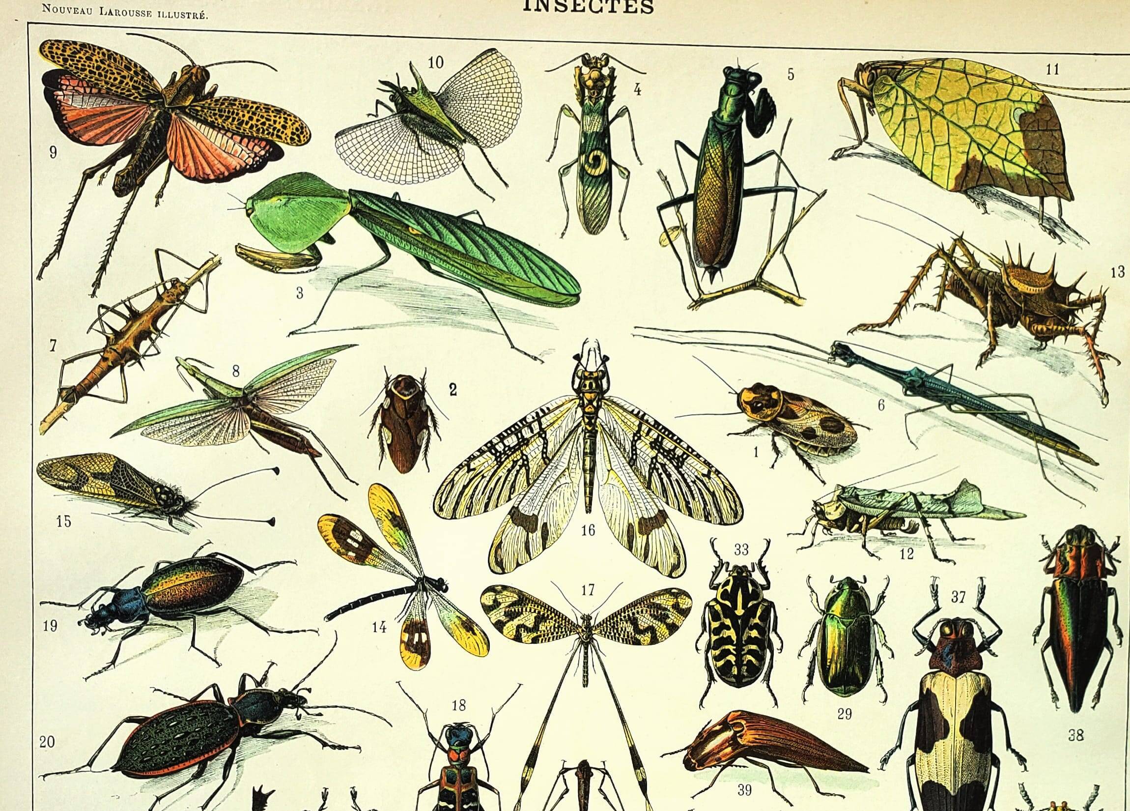 Antique Engraving - 1897 by A. Millot - Insects 2 - Vintage Lithograph