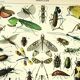 Antique Engraving - 1897 by A. Millot - Insects 2 - Vintage Lithograph