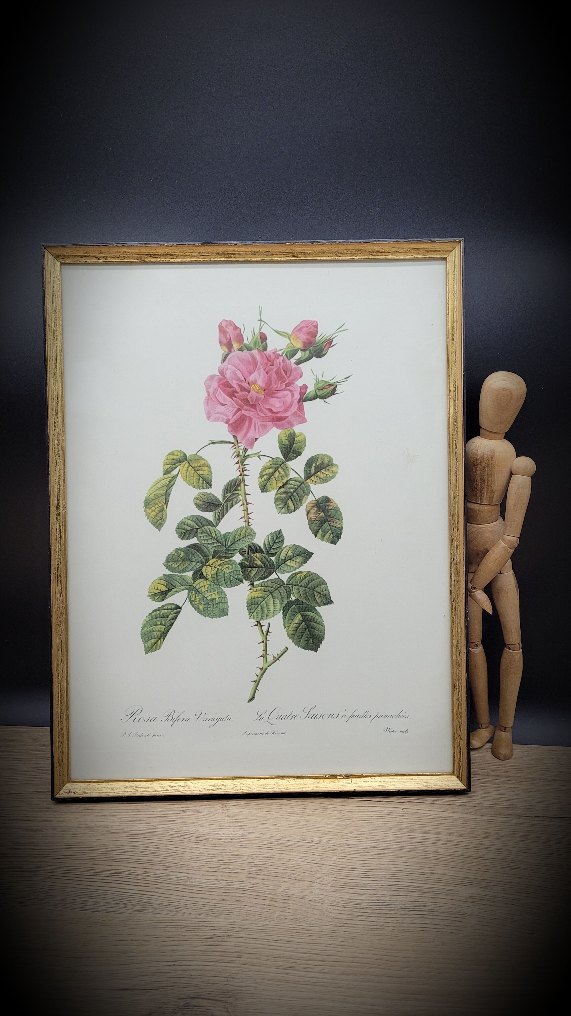 Frame lithograph rosier four seasons with variegated leaves